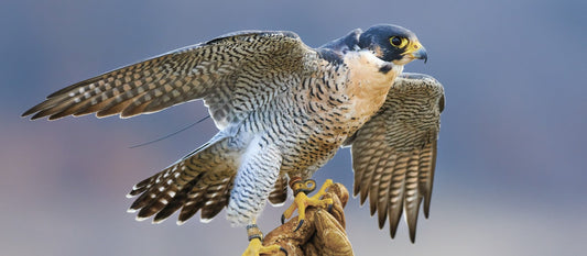 Gulf Animals Children Should Know: A Guide to UAE Wildlife and Heritage for Families