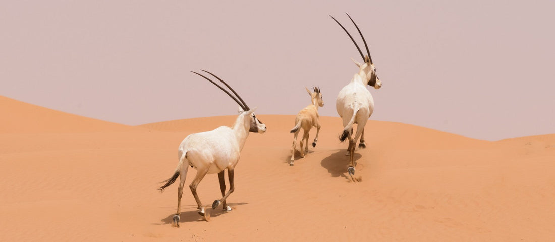 The Arabian Oryx: The UAE's National Animal and What Makes It Remarkable