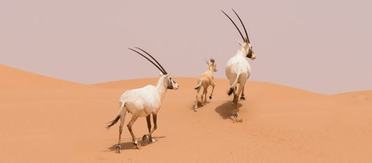 The Arabian Oryx: The UAE's National Animal and What Makes It Remarkable